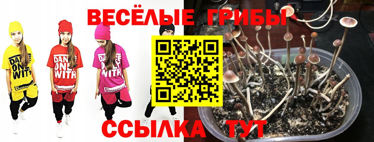 Нерюнгри  наркота  Вход с VPN  Галлюциногенные грибы MAGIC MUSHROOMS 
